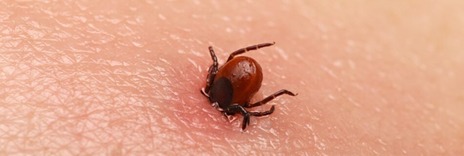 Tick